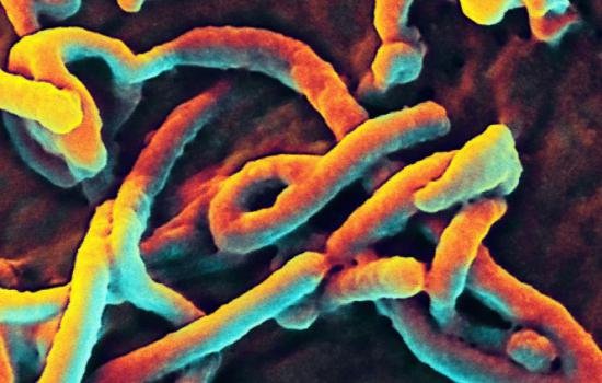 OMS a prezentat o listă cu opt tratamente şi două vaccinuri de dezvoltat împotriva Ebola