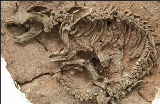 Scheletul unui dinozaur cu dimensiuni uriaşe, descoperit în Argentina