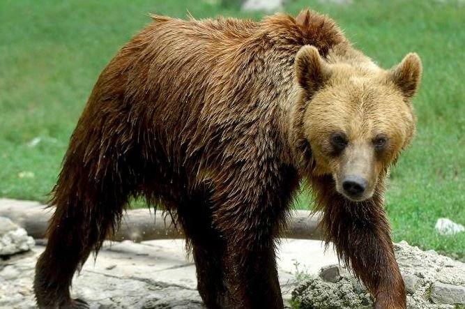 Un urs a stat mai bine de 12 ore prins în GARDUL unei grădini din judeţul Dâmboviţa