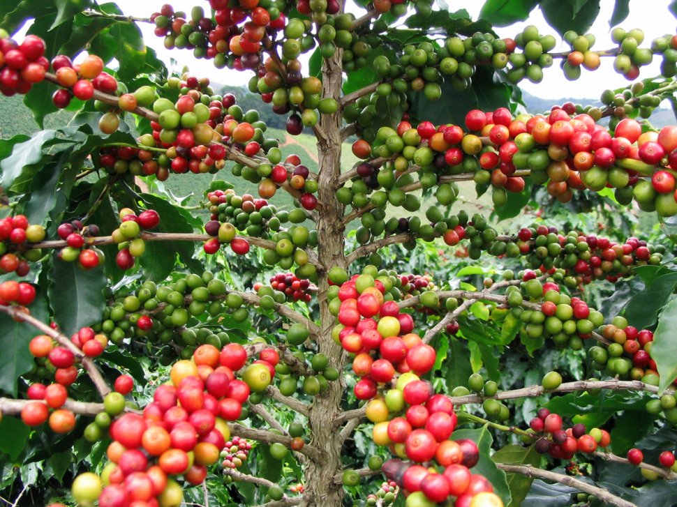 Cel mai valoros produs agricol din lume. Ce au descoperit cercetătorii în genomul plantei de cafea