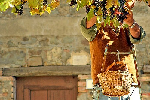 Italia pierde titlul de prim producător de vin din Europa, în favoarea rivalei mai vechi, Franţa