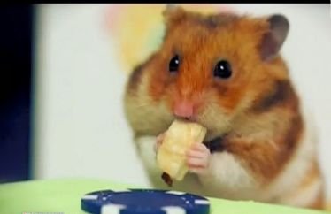 Este cel mai dulce lucru pe care îl poţi vedea! Hamsterii sunt recunoscuţi pentru drăgălăşenia lor, dar acesta îi întrece pe toţi