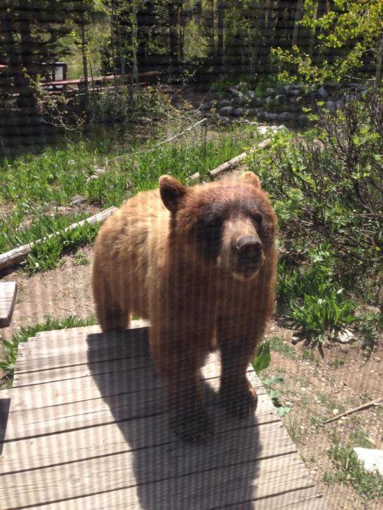 Luau micul dejun, dar au încremenit când s-au uitat pe fereastră. "Am fost prizonieri în propria casă" 276546