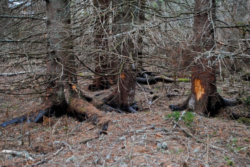 Descoperire ŞOCANTĂ într-o pădure din Brăila. Ce au găsit trei bărbaţi care plecaseră după lemne: &quot;Şi poliţiştilor le-a fost greu să privească scena&quot;