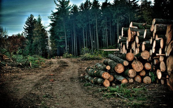 Planul pentru a salva pădurile din România. Proprietarii pădurilor retrocedate NU vor mai putea defrişa