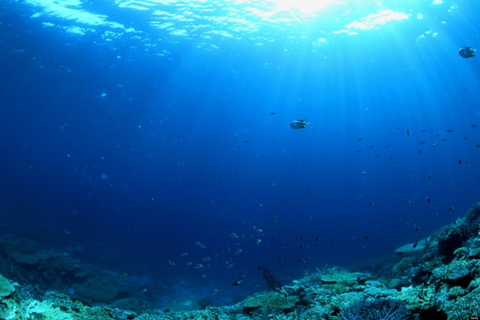 Viaţa marină, în pericol. PH-ul oceanelor a crescut cu 26% faţă de epoca preindustrială 