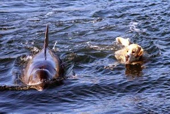 O prietenie deosebită! În fiecare zi un delfin vine la mal pentru a-şi lua prietenul la înot