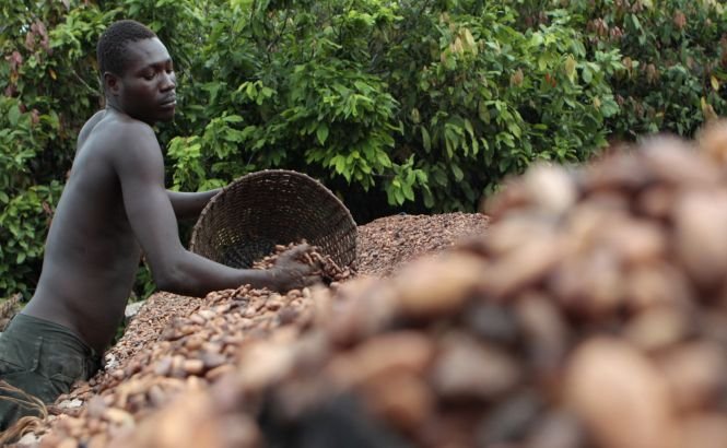 Preţurile la ciocolată ar putea EXPLODA din cauza epidemiei de Ebola
