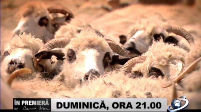 Despre tortură, evaziune de miliarde şi indiferenţă criminală, „În premieră cu Carmen Avram”, duminică, la Antena 3