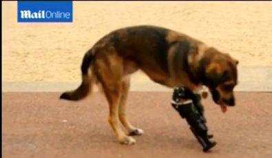 Maidanezul bionic! Un câine adoptat din România de o familie britanică a primit o nouă şansă de a se bucura viaţă