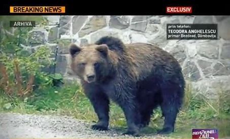 Un urs a rămas blocat în gardul unei şcoli din judeţul Dâmboviţa