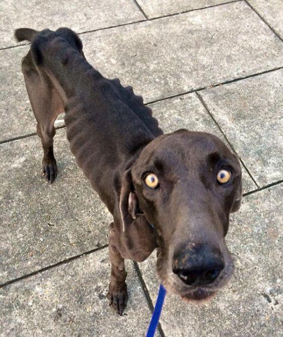 Alex, câinele salvat de la moarte după ce a fost abandonat de stăpâni. "Se hrănea cu pietre şi crenguţe de copac" 280992