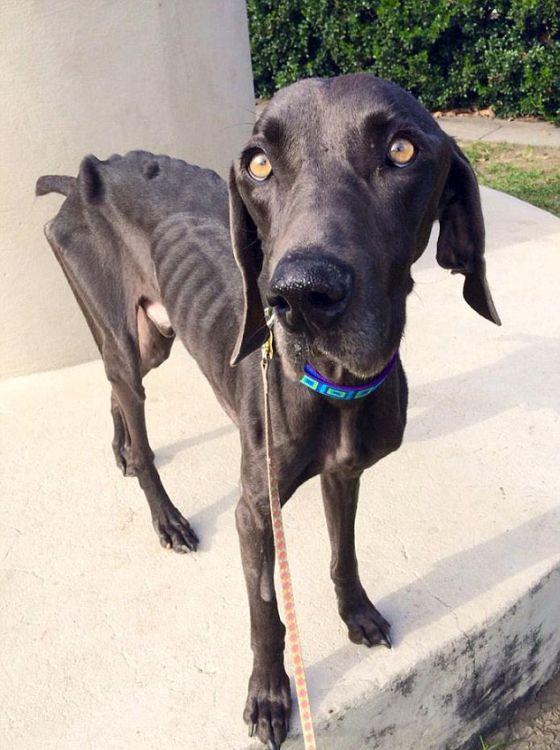 Alex, câinele salvat de la moarte după ce a fost abandonat de stăpâni. "Se hrănea cu pietre şi crenguţe de copac" 280993