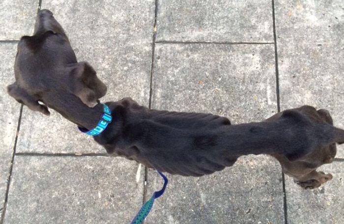 Alex, câinele salvat de la moarte după ce a fost abandonat de stăpâni. "Se hrănea cu pietre şi crenguţe de copac" 280994