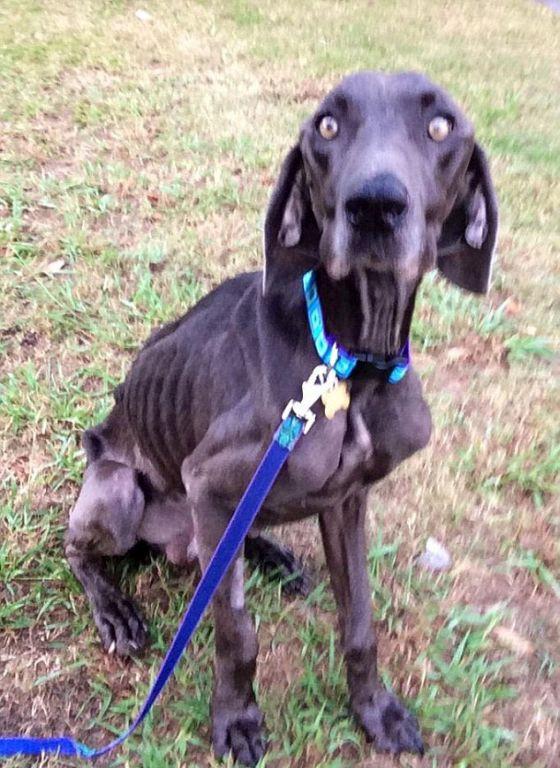 Alex, câinele salvat de la moarte după ce a fost abandonat de stăpâni. "Se hrănea cu pietre şi crenguţe de copac" 280996