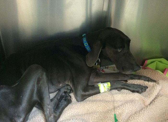 Alex, câinele salvat de la moarte după ce a fost abandonat de stăpâni. "Se hrănea cu pietre şi crenguţe de copac" 280997