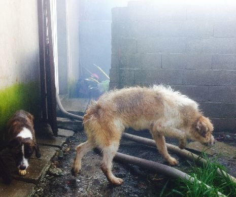 Scene şocante la un adăpost de câini din Timişoara. Zeci de animale au ARS de VII într-un incendiu de proporţii