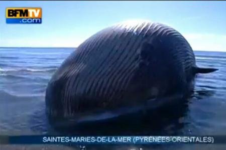 O balenă eşuată riscă să explodeze. Autorităţile sunt în alertă maximă