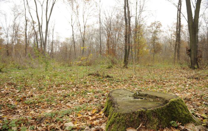 Romsilva a recuperat în instanţă 10.000 de hectare de pădure