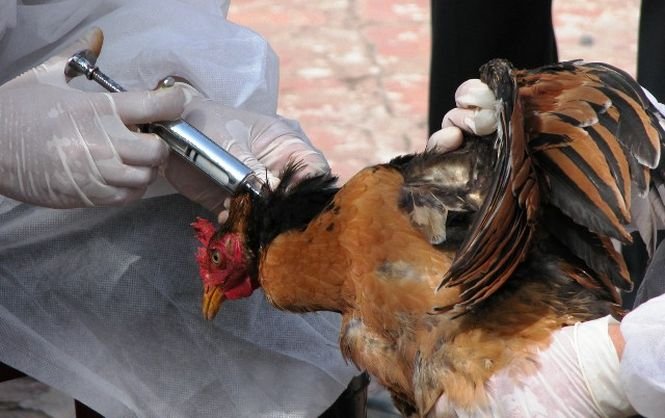 Autorităţile sanitare, în alertă: gripa aviară a revenit