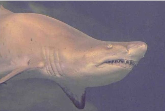 Ce au găsit pescarii în stomacul unui rechin URIAŞ: &quot;Când l-am despicat, am încremenit&quot;