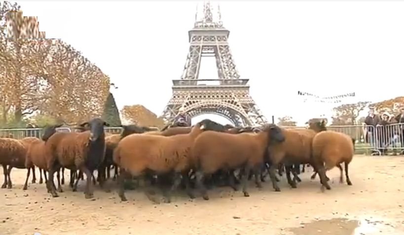 Protest cu turme de oi la Turnul Eiffel. Nemulţumirea ciobanilor a atins cote maxime