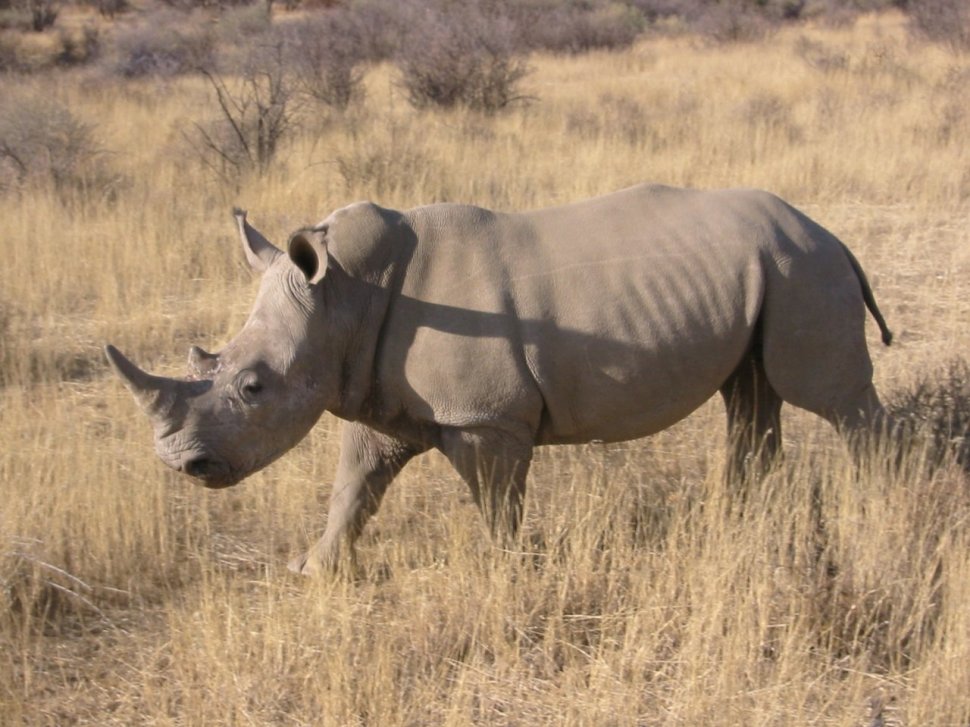 Tot mai mulţi rinoceri ucişi de braconieri în Africa de Sud. Soluţia autorităţilor pentru a stopa braconajul