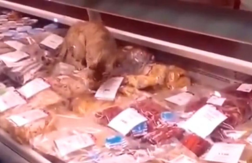 VIDEO: Pisica hoaţă care a &quot;cinat&quot; GRATIS la un restaurant de lux
