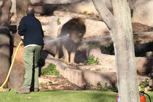 Momente de groază la grădina Zoo din Barcelona. Un bărbat s-a aruncat în cuşca LEILOR 287914