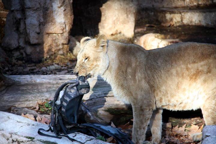 Momente de groază la grădina Zoo din Barcelona. Un bărbat s-a aruncat în cuşca LEILOR 287915
