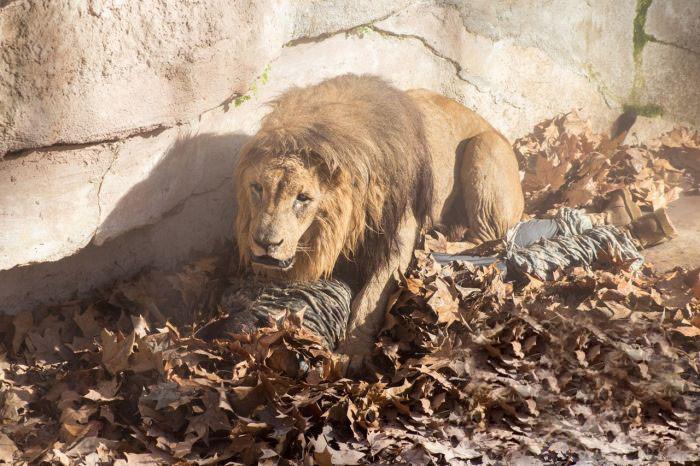 Momente de groază la grădina Zoo din Barcelona. Un bărbat s-a aruncat în cuşca LEILOR 287916