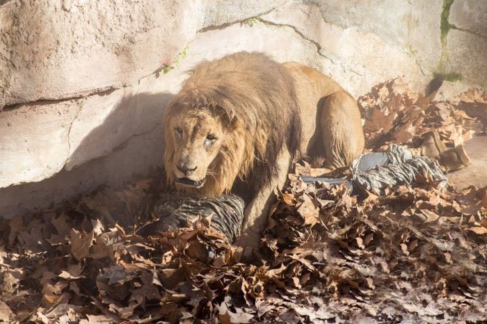 Momente de groază la grădina Zoo din Barcelona. Un bărbat s-a aruncat în cuşca LEILOR