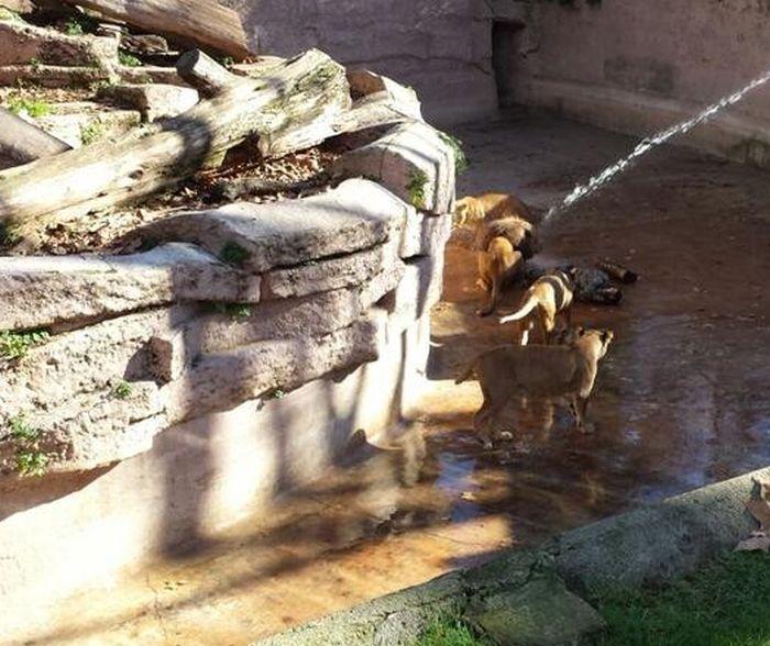 Momente de groază la grădina Zoo din Barcelona. Un bărbat s-a aruncat în cuşca LEILOR 287917