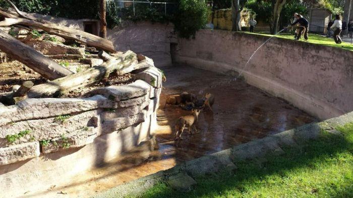 Momente de groază la grădina Zoo din Barcelona. Un bărbat s-a aruncat în cuşca LEILOR 287918