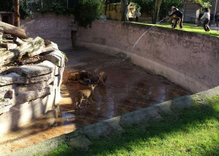 Momente de groază la grădina Zoo din Barcelona. Un bărbat s-a aruncat în cuşca LEILOR 287919