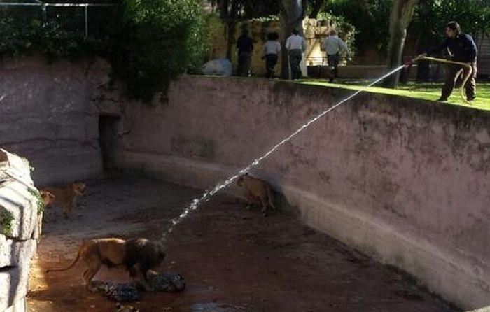 Momente de groază la grădina Zoo din Barcelona. Un bărbat s-a aruncat în cuşca LEILOR 287920