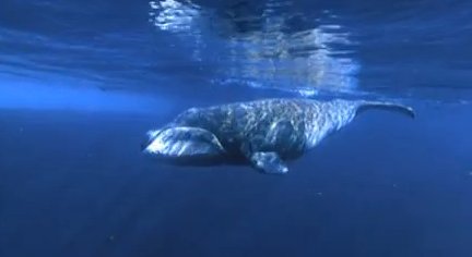 O specie de balene ar putea deţine secretul pentru o viaţă mai lungă