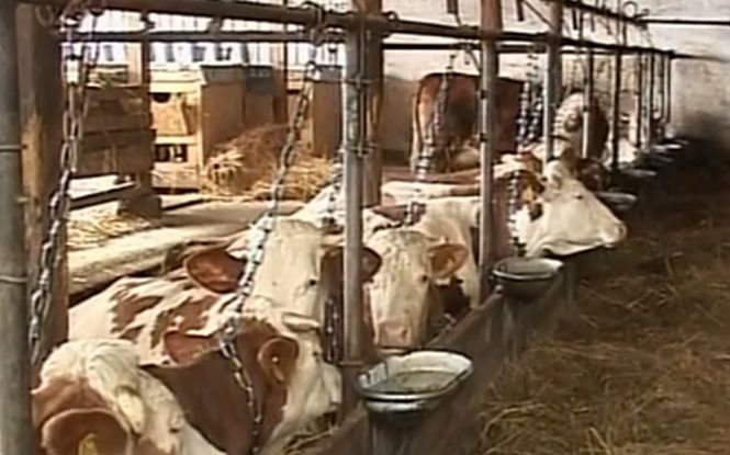 Produsele lactate româneşti, pe cale de dispariţie