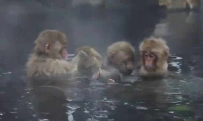SPA pentru maimuţe. Mănâncă în apă, se joacă în apă şi chiar dorm într-o piscină naturală