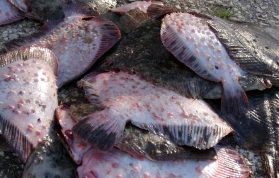 Constanta border police seized a ton and a half of turbot and shark