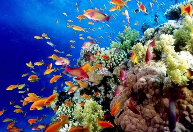 Marea Barieră de Corali, aproape de a deveni &quot;GROAPĂ de GUNOI&quot;. Avertismentul, de la Fondul Mondial pentru Natură