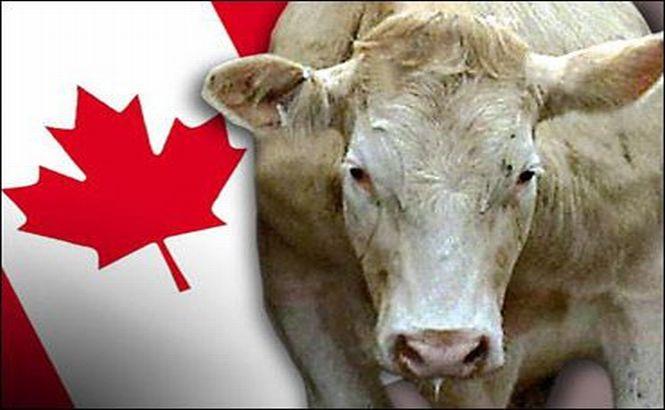 Boala vacii nebune a reapărut în Canada