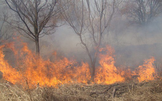 Sute de hectarea de livezi, arse într-un incendiu puternic