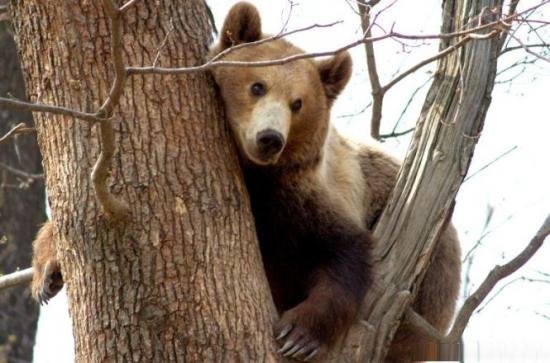 Doi urşi din Rusia au fost aduşi în România la dezalcoolizare