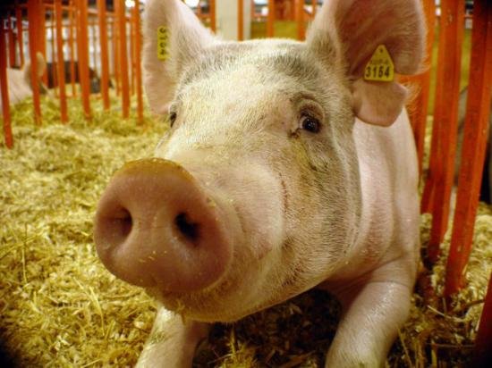 Mii de porci au murit în urma unui incendiu puternic izbucnit la o fermă din Satu-Mare