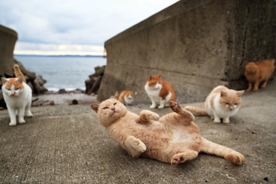 Pisicile au &quot;cucerit&quot; o insulă din Japonia