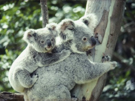 Autorităţile australiene au ucis 700 de urşi koala, din cauza &quot;suprapopulării&quot;