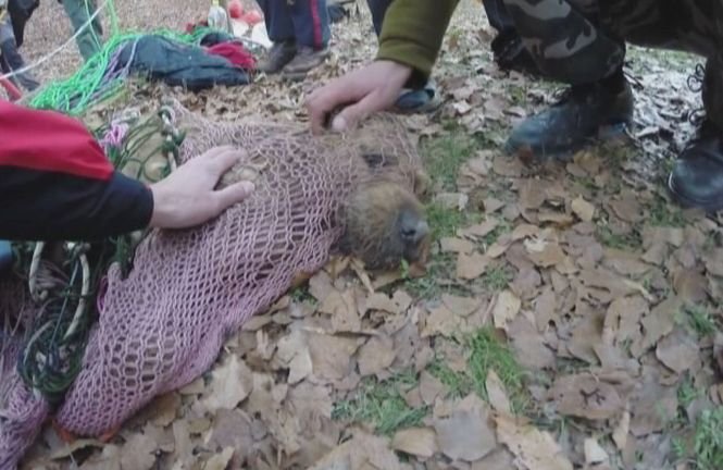 Imagini impresionante din Hunedoara. Un câine părăsit într-o galerie a unei mine a fost salvat
