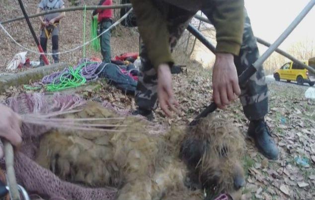 Imagini impresionante din Hunedoara. Un câine părăsit într-o galerie a unei mine a fost salvat 299732