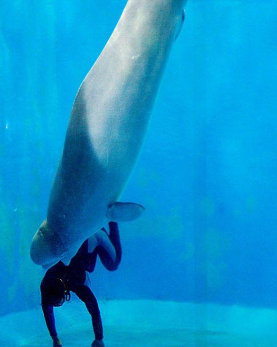 Imaginea uimitoare care arată legătura dintre om şi animal. Cum a fost salvată de la moarte această tânără de o balenă 300079